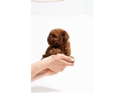 A kalite toy poodle yavrularımız
