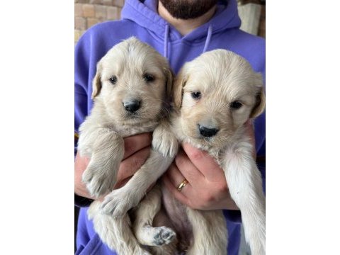 Safkan baby face golden retriever yavrularımız