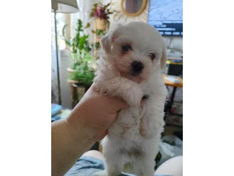 Maltese terrier adrese teslim, kapıda ödeme yapabilirsiniz