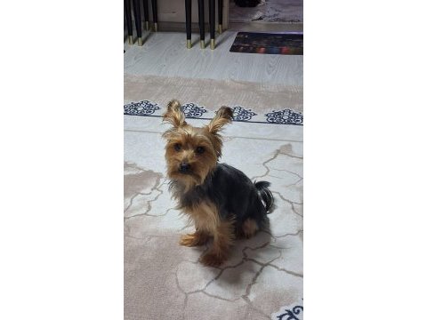 Yakışıklı erkek yorkshire terrier