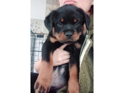 Fci scr soy rottweiler daha iyisi olana kadar