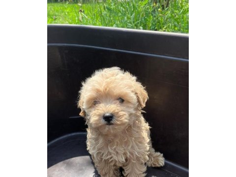 Irk garantili maltipoo yavruları