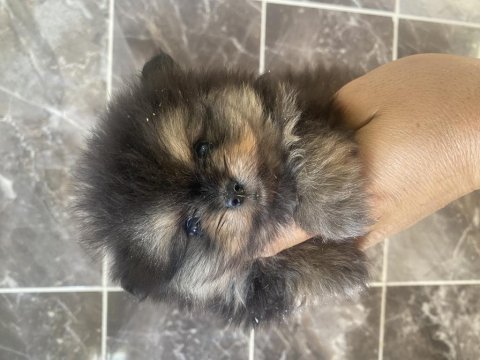 Orjinal ayı surat pomeranian boo yavrular