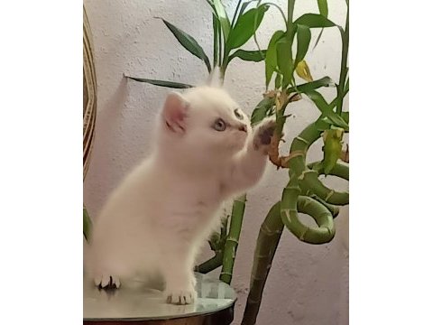 Tatlı kediler