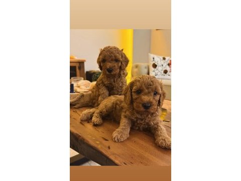 Güzel poodle kızımız