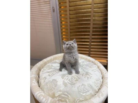 Britsh shorthair kedisi