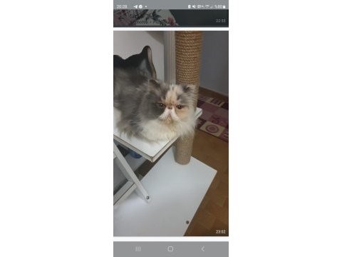 Exotic heyzil kızımı sahiplendiriyorum