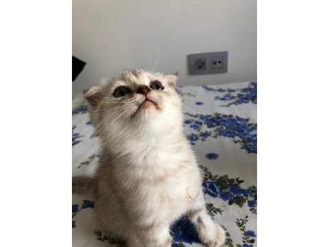 Safkan scottish fold erkek kedimiz