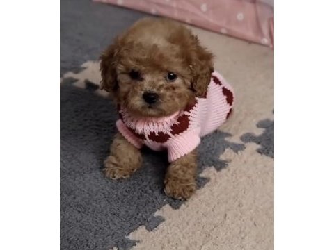 Toy poodle safkan köpeğimiz