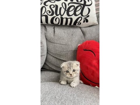 Yavru scottish fold kedilerim