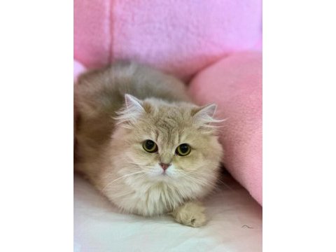 Şecereli lilac golden british longhair