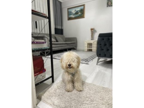 8 aylık maltipoo