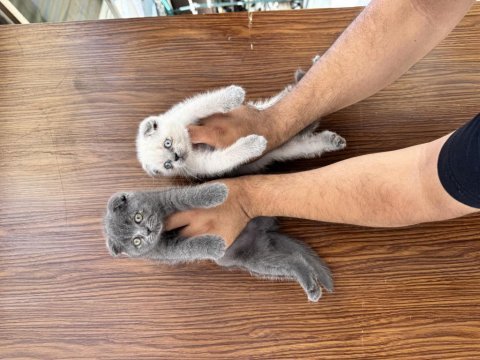 Resmi işletmeden orjinal scottish fold yavrular