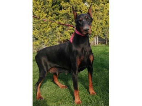 Safkan doberman yavrularımız
