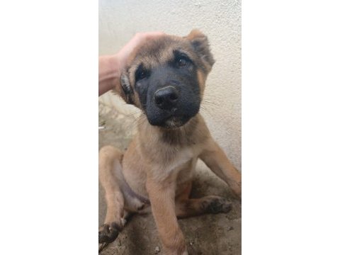 Sarı anadolu çoban köpeği