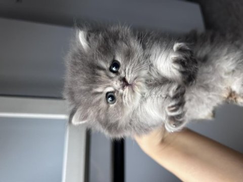 Bebek british longhair kedimiz