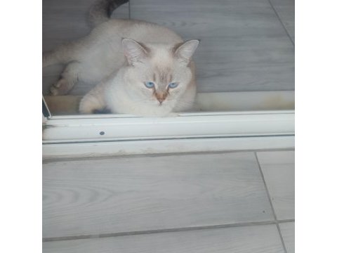 8 aylık mila