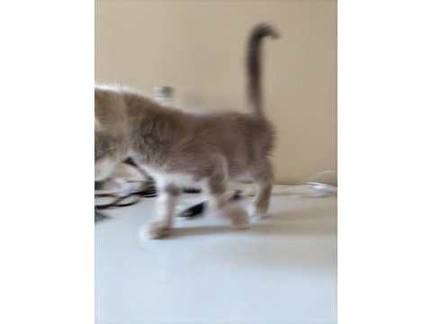 Cok uyguna maviş gözlü british shorthair yavru