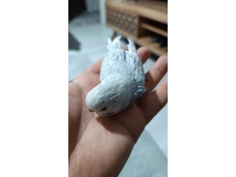 Yeni yeme düşmüş muhabbet kuşu yavrular