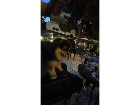 Pomeranian boo