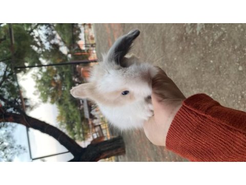 Hollanda lop yavru tavşanlarımız