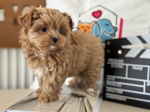 Tea cup morkie yavrmuz yeni evine gitmeye hazır