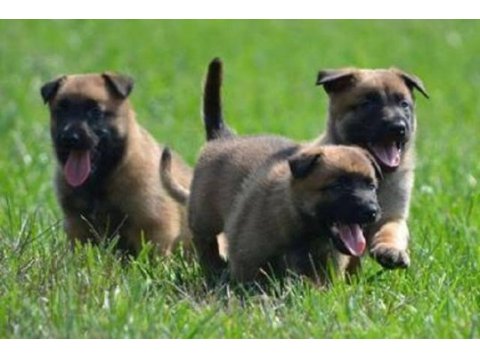 Ruhsatlı köpek çifliğinden malinois yavrular a scrli