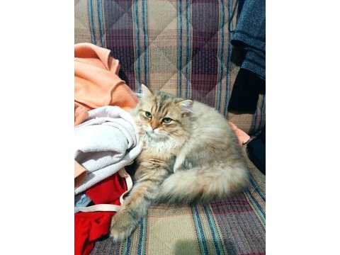 British longhair golden tabby