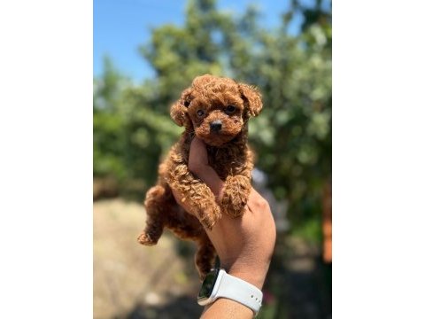 Büyürmeyen aşılı çiş eğitimli toy poodle 