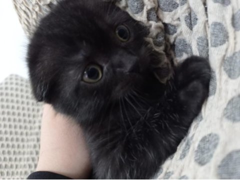 Sıfır kulak scottish fold