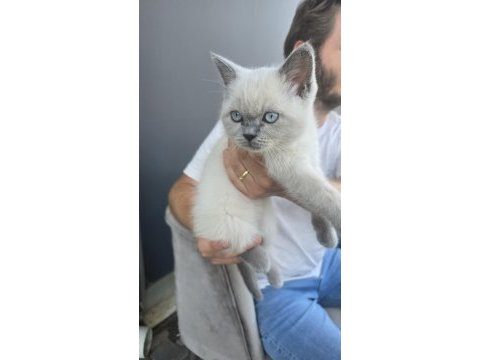 British shorthair blue point kedimiz
