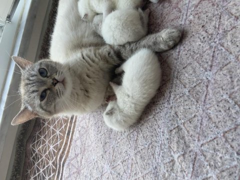Siberian 3 erkek 2 dişi yavru kedimiz