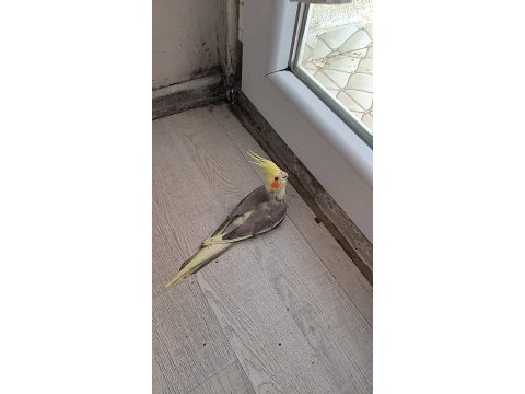 Satılık konuşan takım sultan papağanı