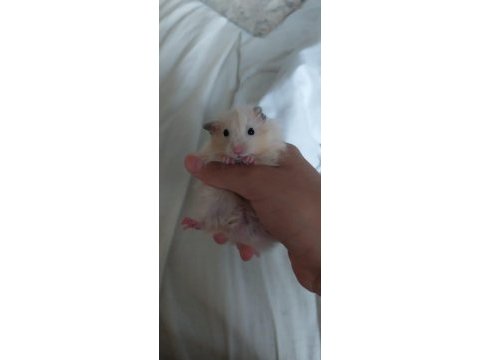 Saf teddy yavru hamster (açıklama)
