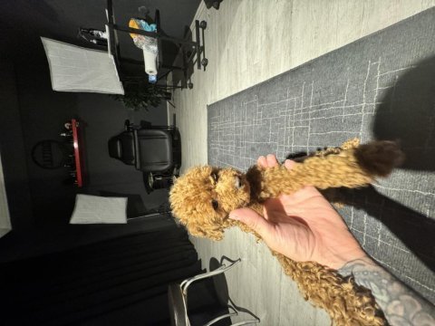 Kore dişi poodle