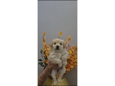 Maltipoo yavrum 55 günlük