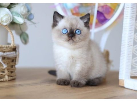 En nadide çikolata point british shorthair 