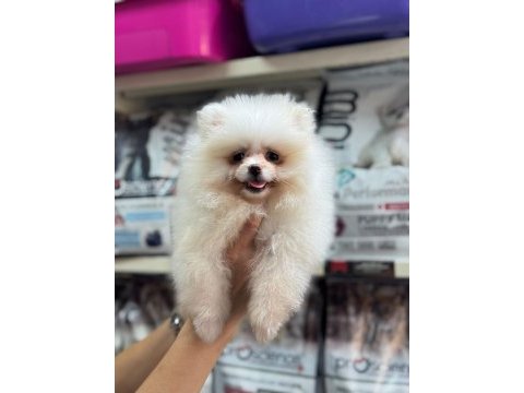 A kalite pomeranian bebeklerimiz