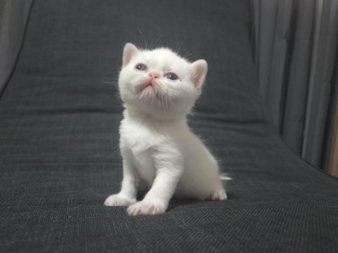 Muhteşem bebek kediler