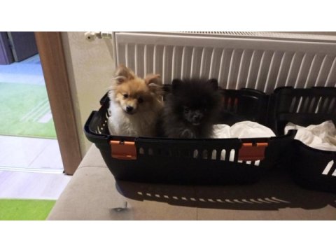 3 aylık pomeranian sahiplendirme