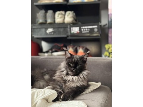 Saf kan şecereli maine coon yavruları