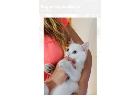 Evin havasını değişterecek dünya tatlısı bir kedidir