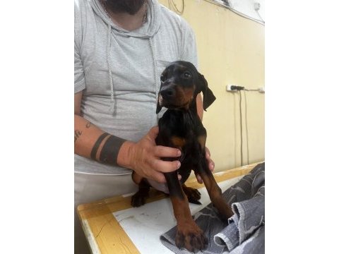 A+ plus doberman yavrularımız