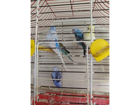 Yavru muhabbet kuşlar