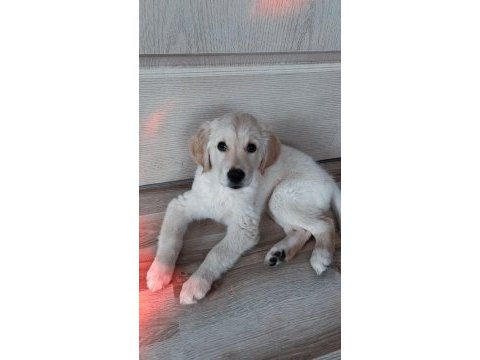 Golden retriever luna kızımızı sahiplendiriyoruz
