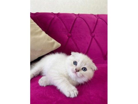 Safkan scottish fold yavrumuz