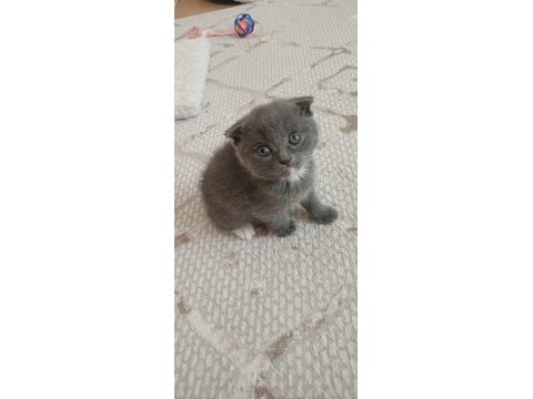 Pamuk şeker kediler yeni sahibini bekliyor 50 günlükler