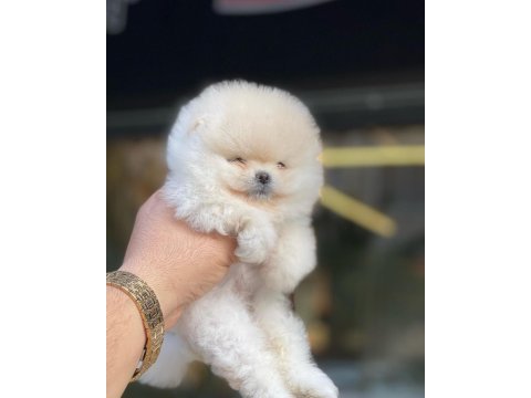Yavru pomeranian köpeğimiz