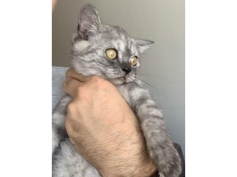 Show kalite safkan british shorthair yavrular