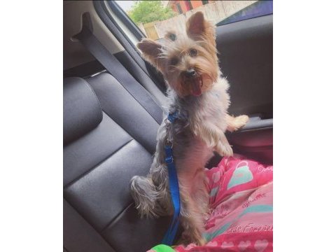 Uyguna wc eğitimli bakımlı köpeğimiz